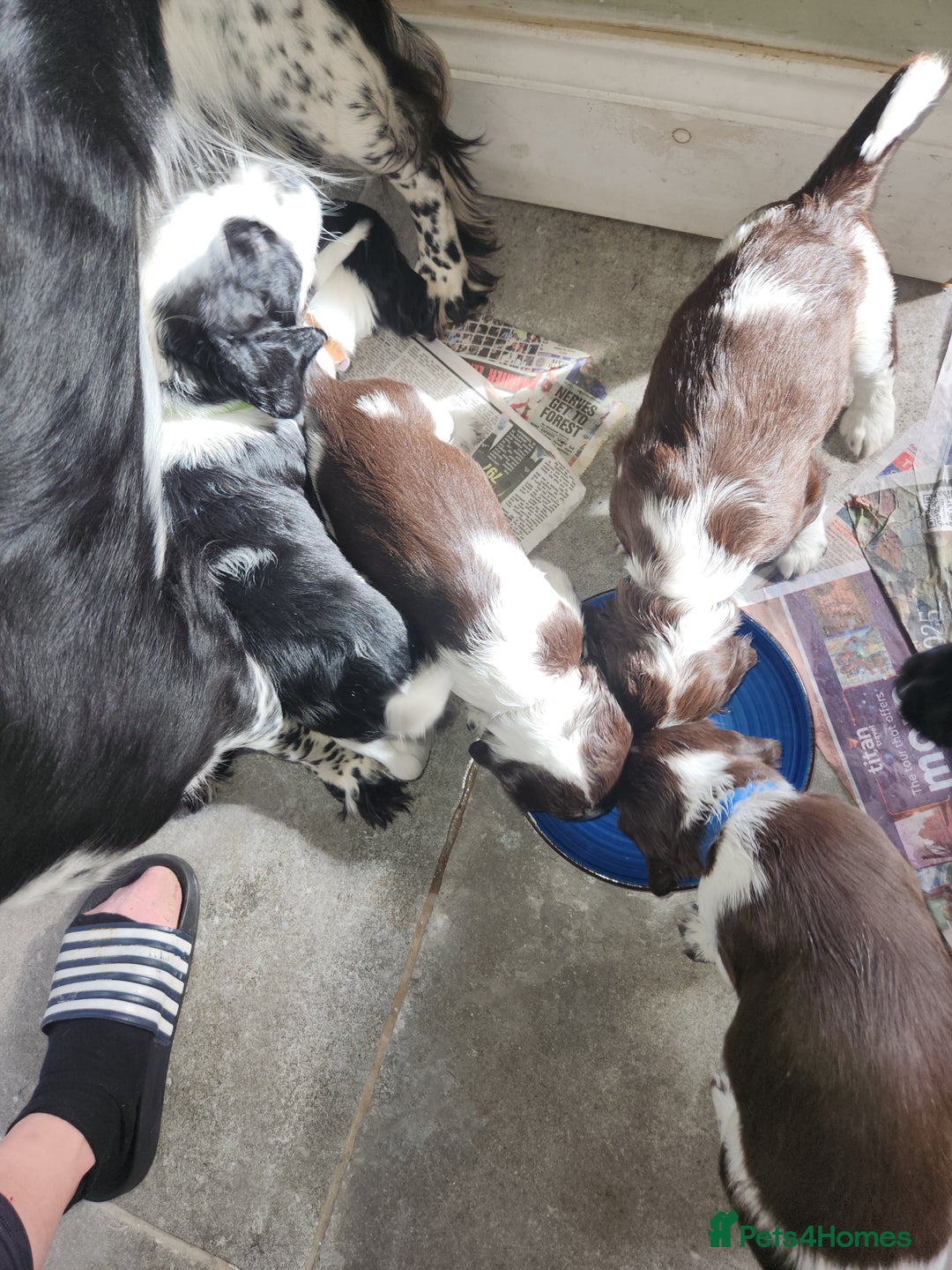 English Springer Spaniel dogs for sale: KC Registered ESS Pups *WELL MARKED* - Image 33