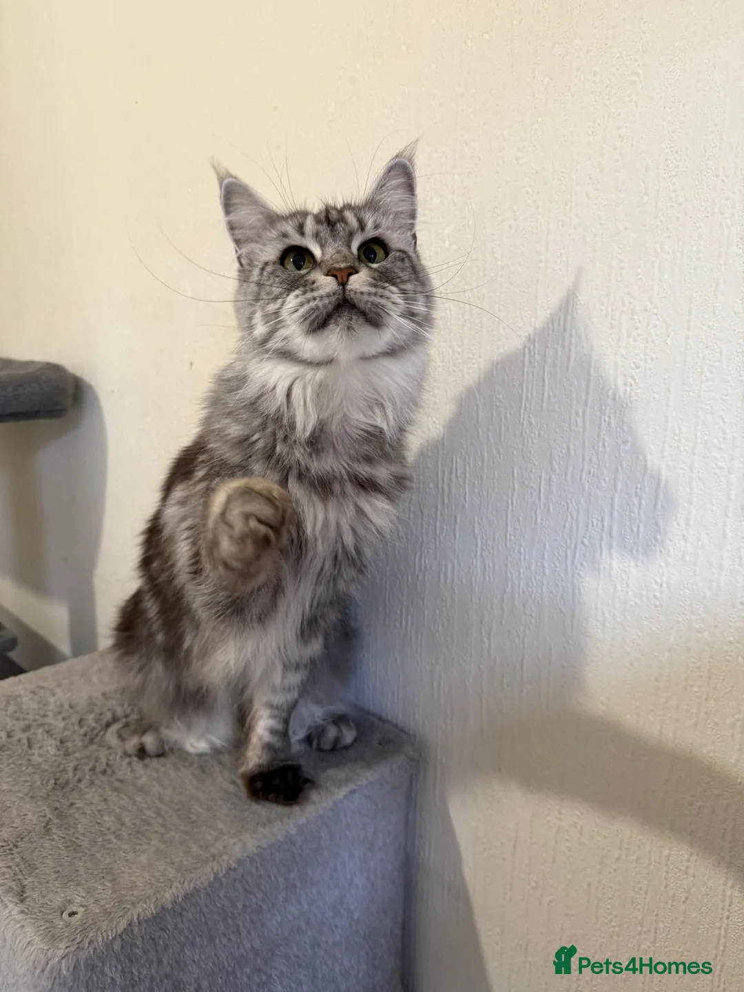 Maine Coon cats for sale: 2 Russian Import line Maine coon sisters - Advert 39