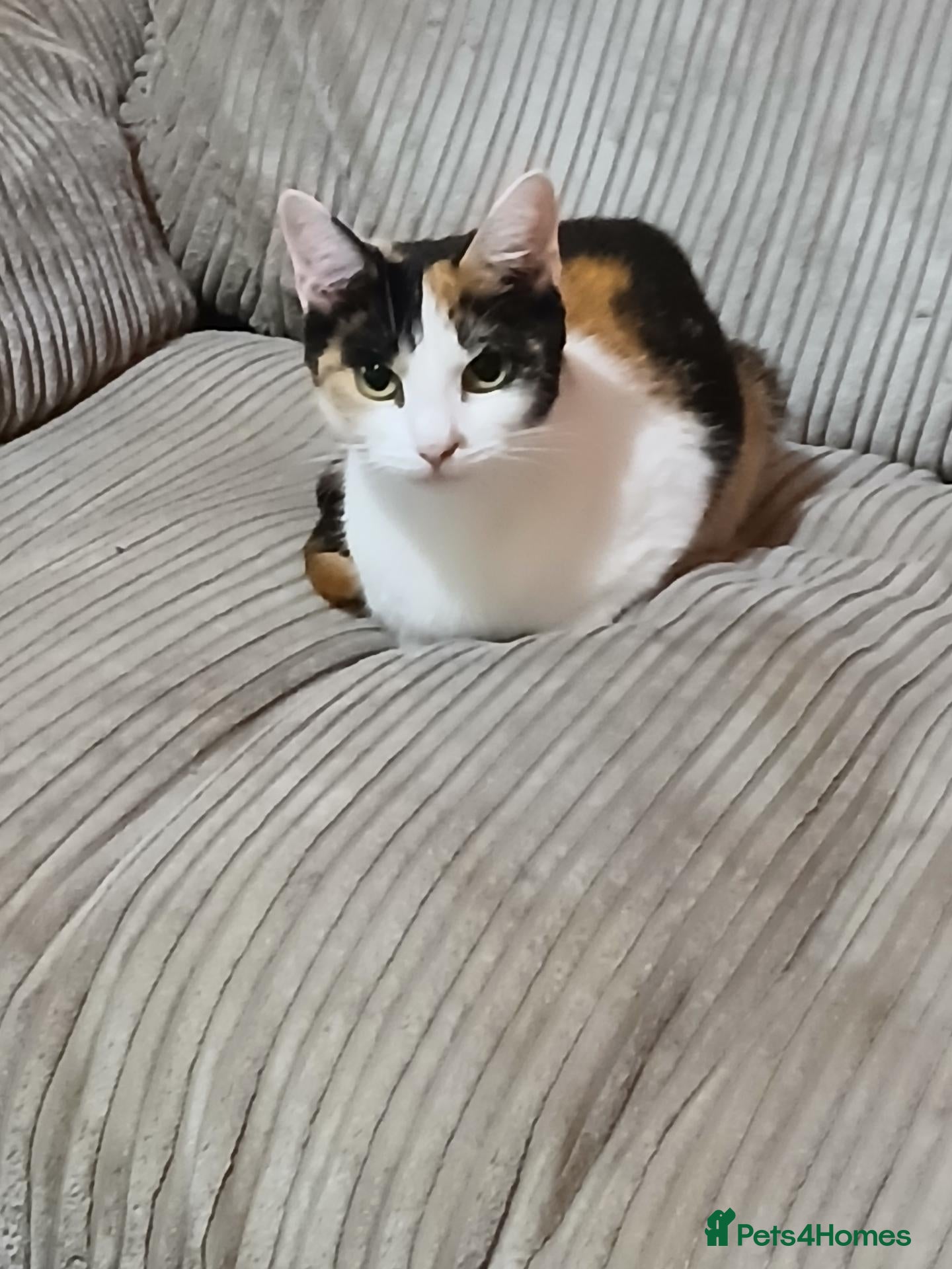 Mixed Breed cats Torture shell two year old cat - Advert 1