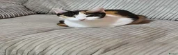 Mixed Breed cats for sale: Torture shell two year old cat - Advert 1