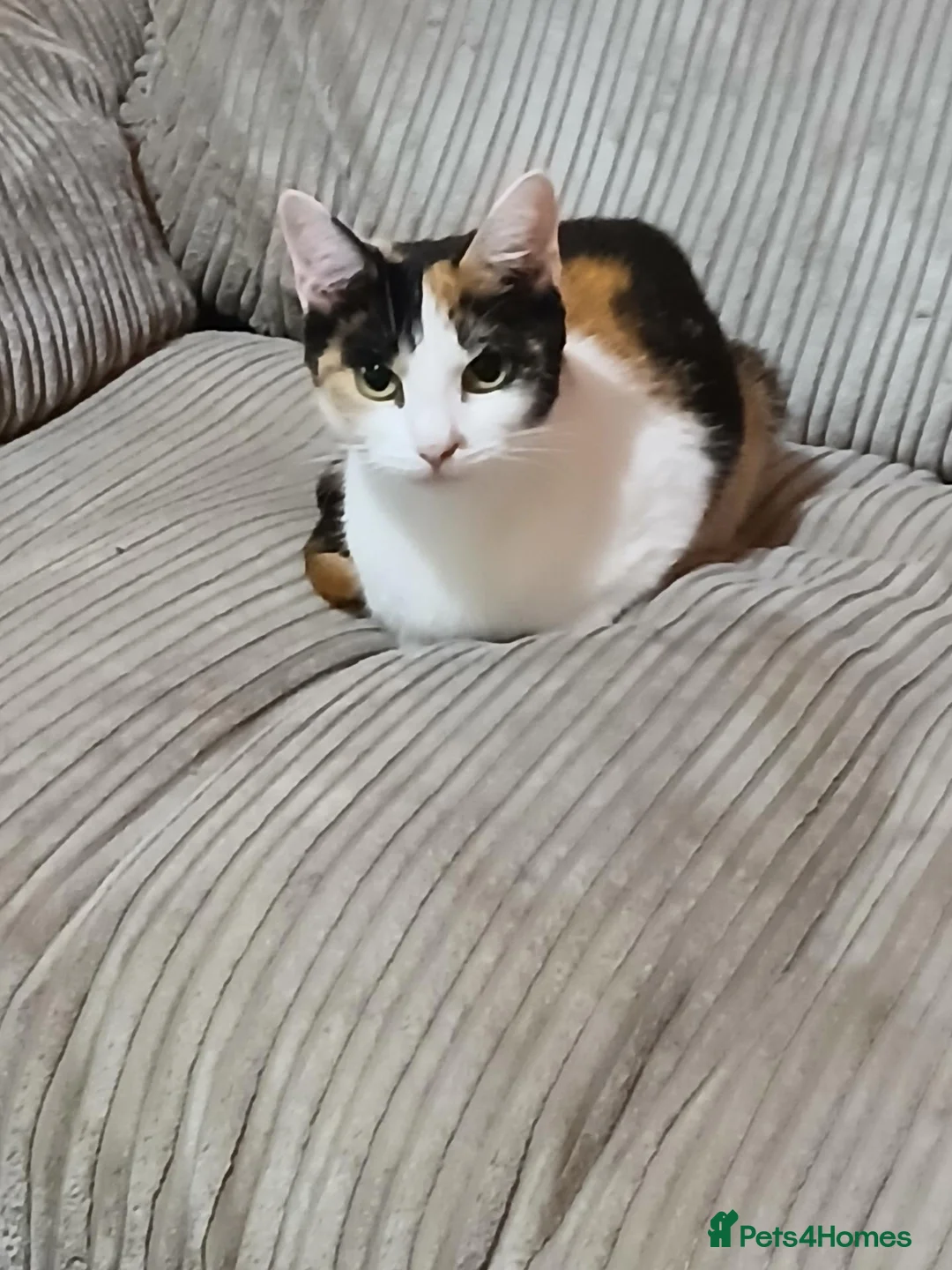Mixed Breed cats for sale: Torture shell two year old cat - Advert 1