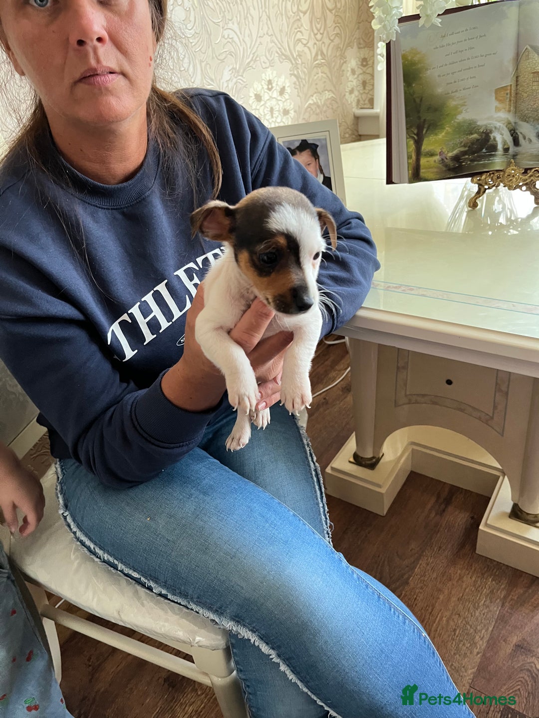 Jack Russell dogs for sale: Puppy looking for their new home  - Image 9