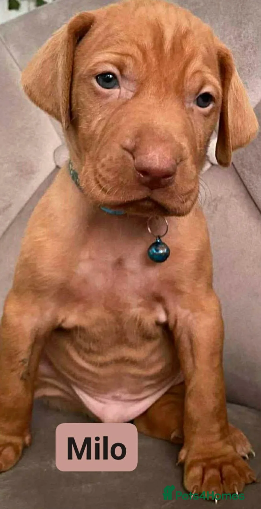 Hungarian Vizsla dogs for sale: Extra Ordinary Beautiful Hungarian Vizsla - Advert 15