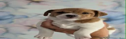 Jack Russell dogs for sale: Two jack russell boys - Advert 5