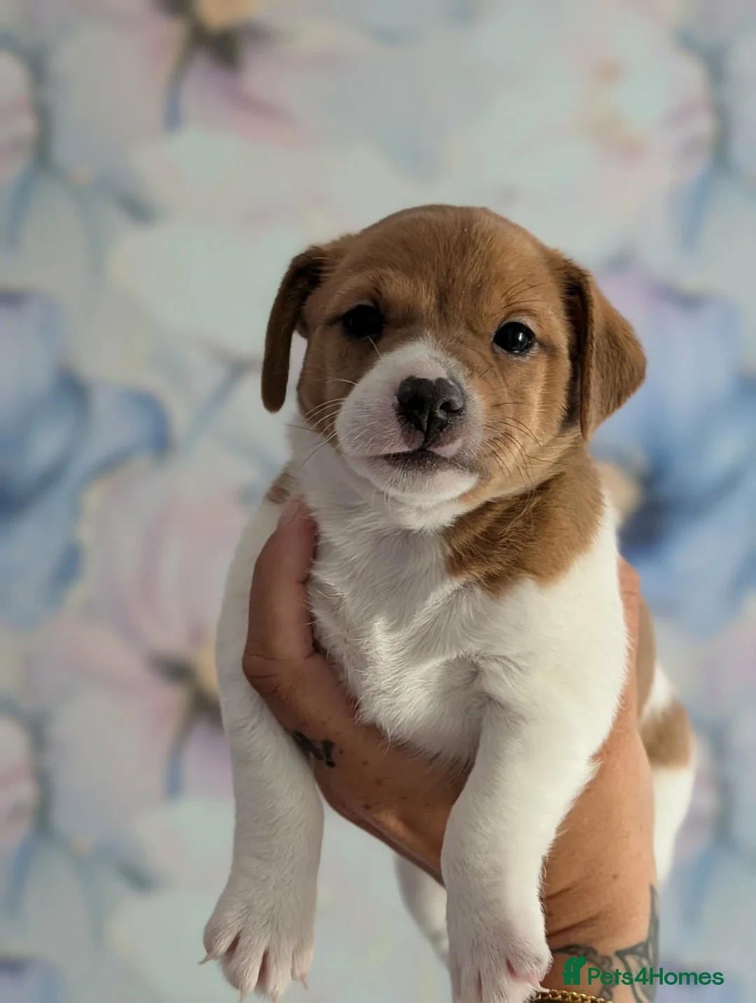 Jack Russell dogs for sale: Two jack russell boys - Advert 5