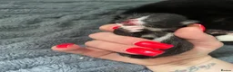Mixed Breed cats for sale: Adorable little babies  - Advert 7