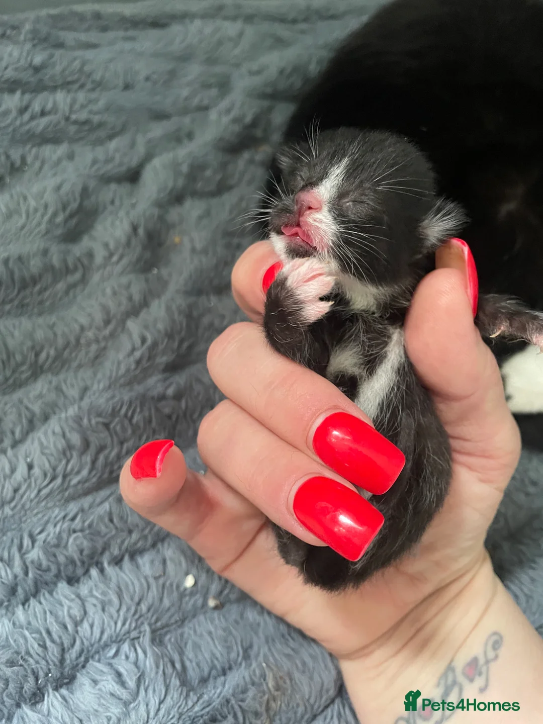 Mixed Breed cats for sale: Adorable little babies  - Advert 7