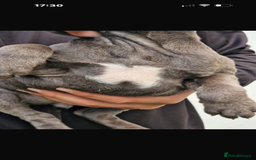 Staffordshire Bull Terrier dogs for sale: Pure blue staffy puppies ready to go - Image 20