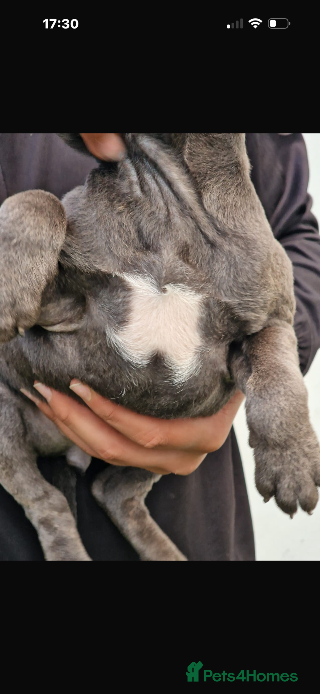 Staffordshire Bull Terrier dogs for sale: Pure blue staffy puppies ready to go - Image 20