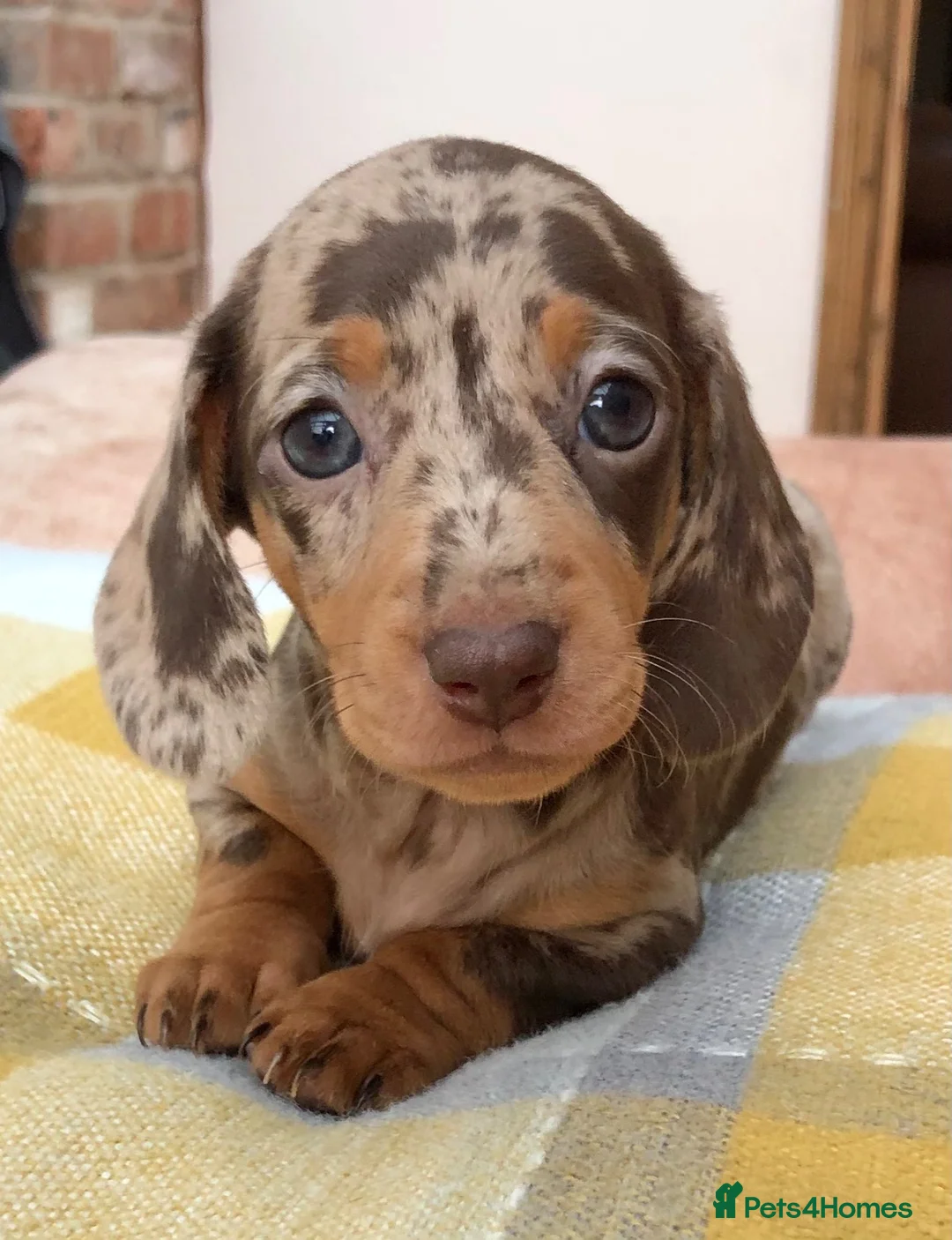 Miniature Dachshund dogs for sale: KC REGISTERED PRA clear  Chocolate dapple & tan - Advert 8