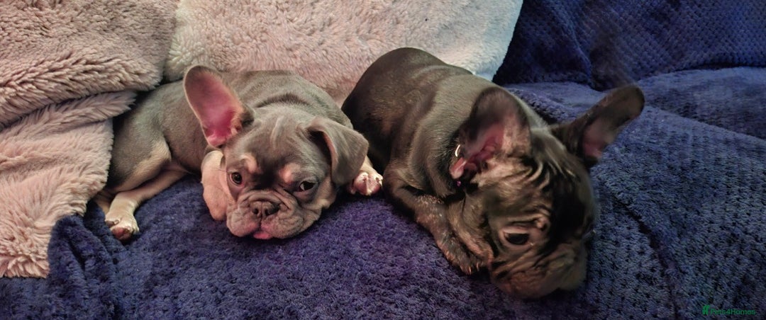 French Bulldog dogs for sale: Stunning kc reg French bulldog sisters  - Image 1