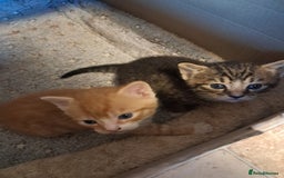 Mixed Breed cats for sale:  🐾 Adorable Kittens Looking for Loving Homes 🏡 - Image 1