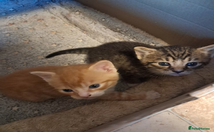 Mixed Breed cats - Advert 1
