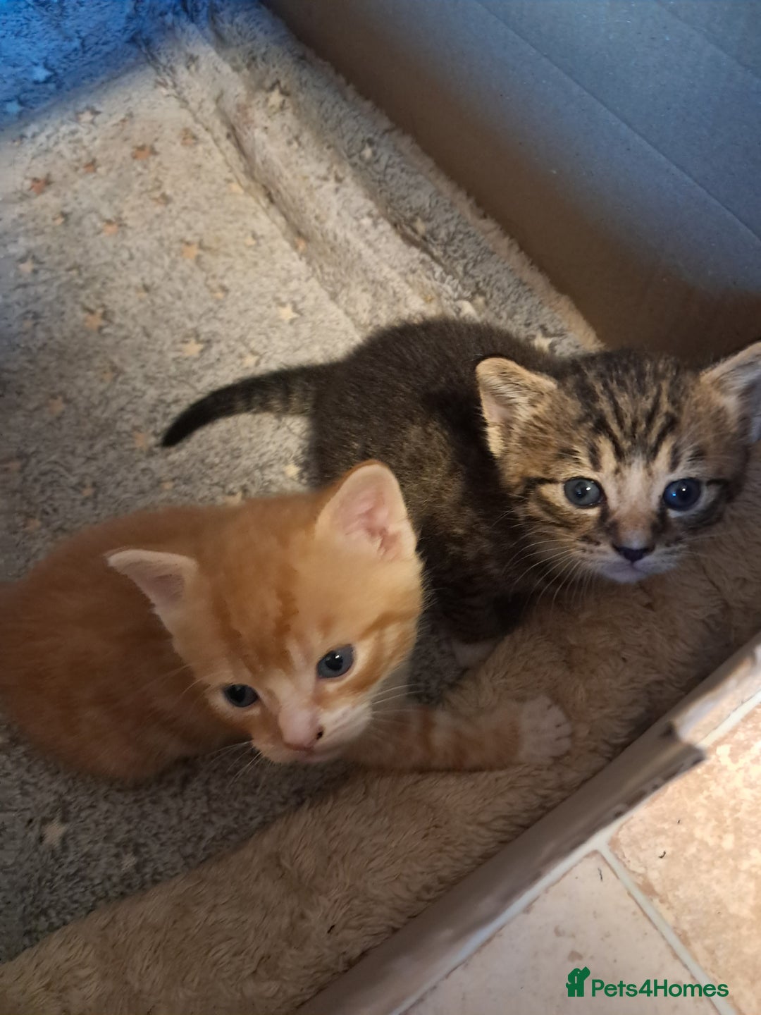 Mixed Breed cats for sale:  🐾 Adorable Kittens Looking for Loving Homes 🏡 - Image 1