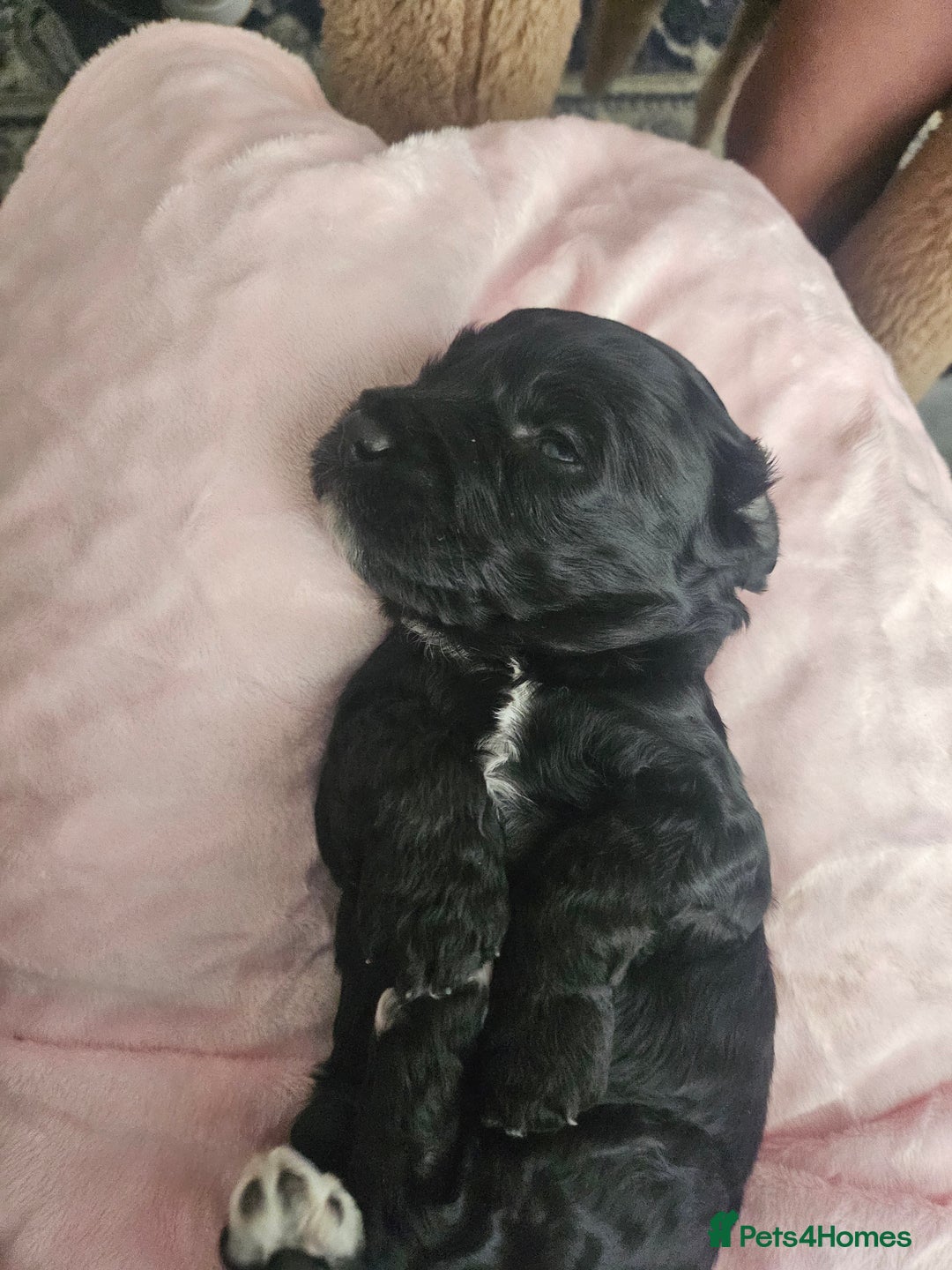 Cavapoo dogs for sale: Gorgeous F1b Toy Cavapoo Babies   - Advert 30