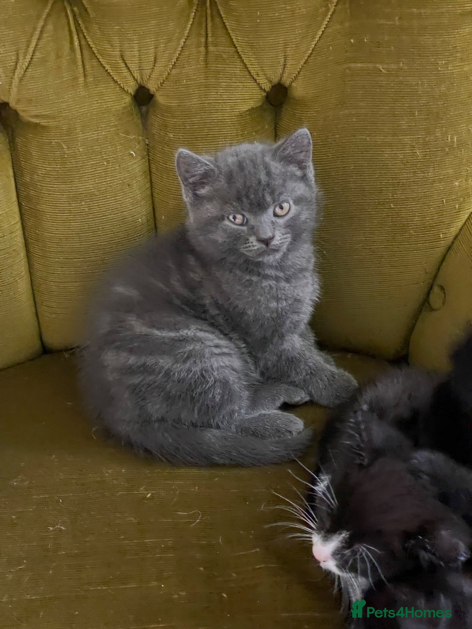 Russian Blue cats Beautiful Russian blue British shorthair cross  - Advert 2