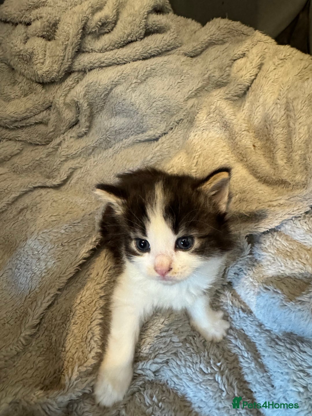 Mixed Breed cats for sale: Mixed breed kittens  - Image 4
