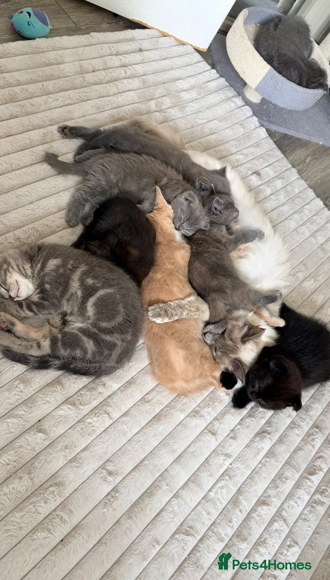 Scottish Fold cats for sale: Scottish fold ragdoll  - Advert 2