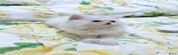 Persian cats for sale: Persian  - Advert 8