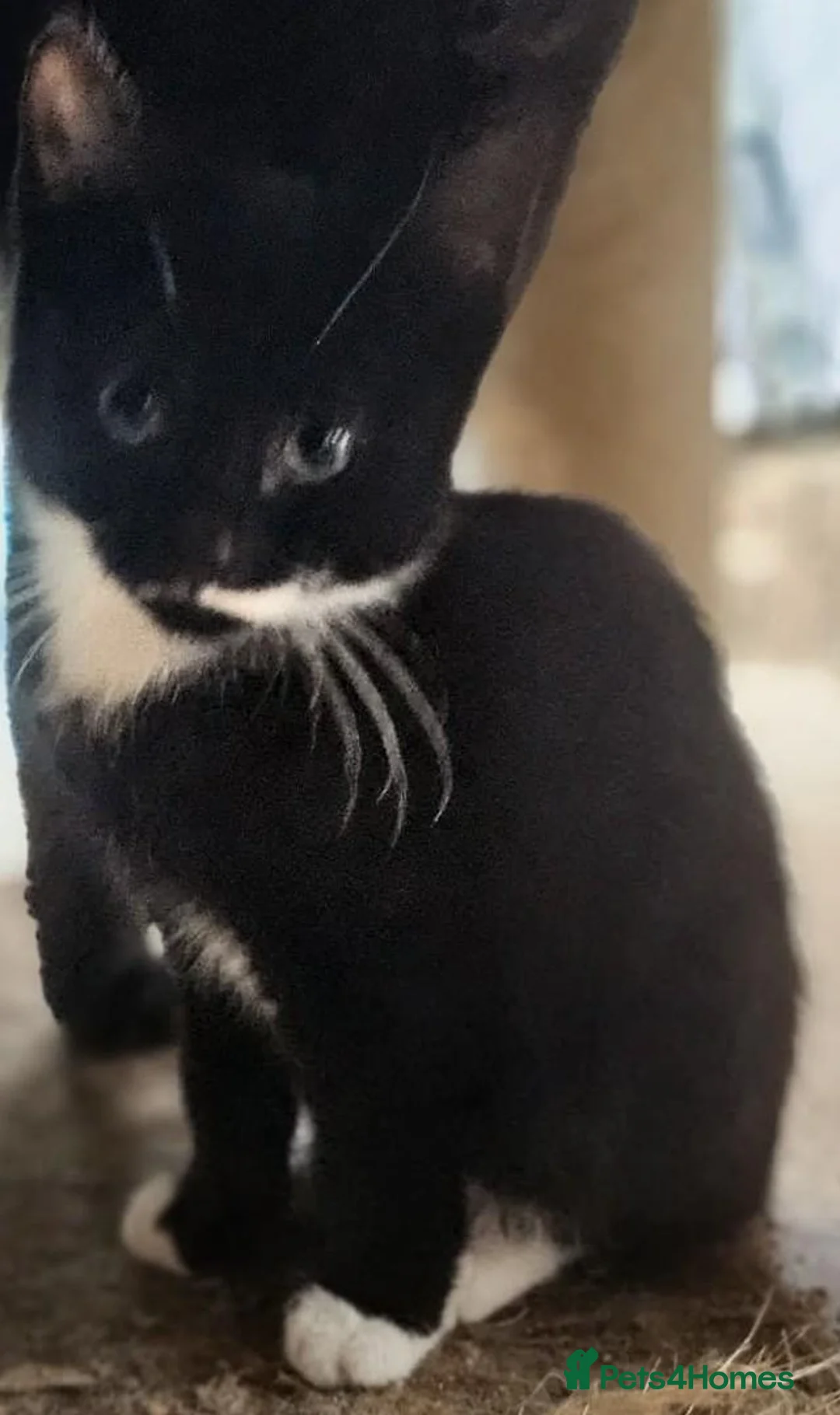 Mixed Breed cats for sale: Black and white kittens for sale  - Advert 3