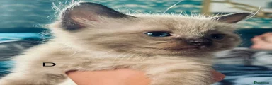 Ragdoll D