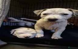 Staffordshire Bull Terrier dogs for sale: From Our Family to Yours - Image 23