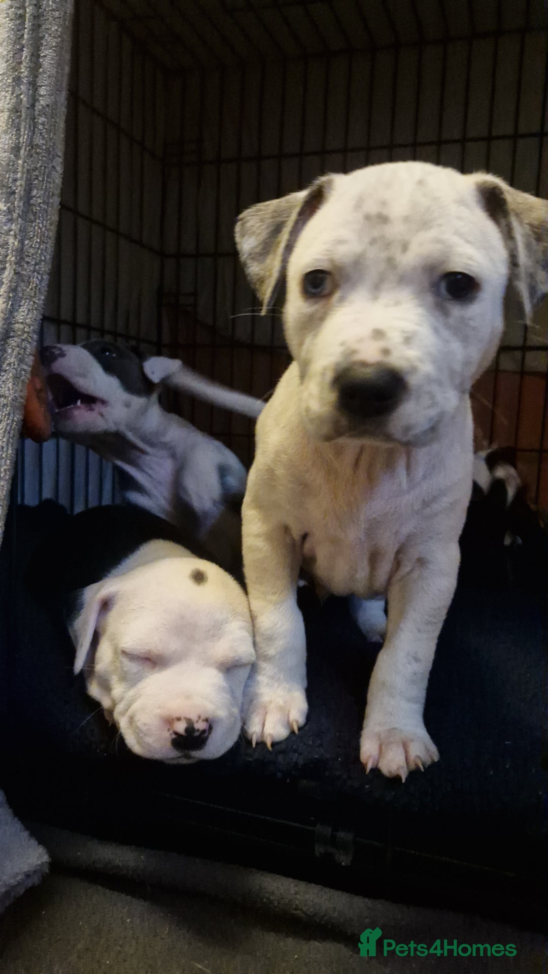 Staffordshire Bull Terrier dogs for sale: From Our Family to Yours - Image 23