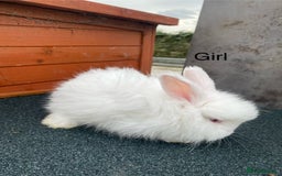 Angora rabbits for sale: Baby angoras - Image 13