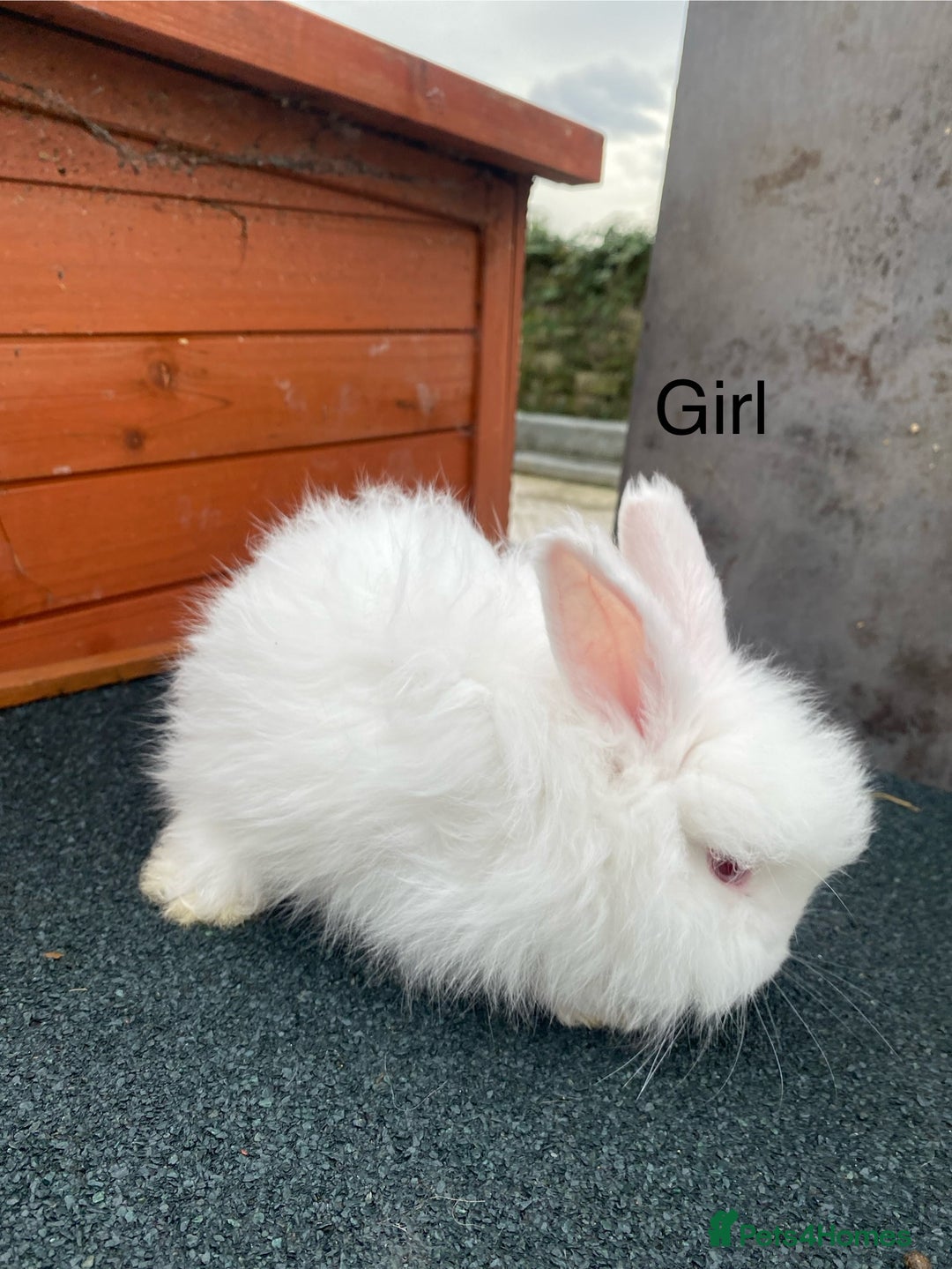 Angora rabbits for sale: Baby angoras - Image 13