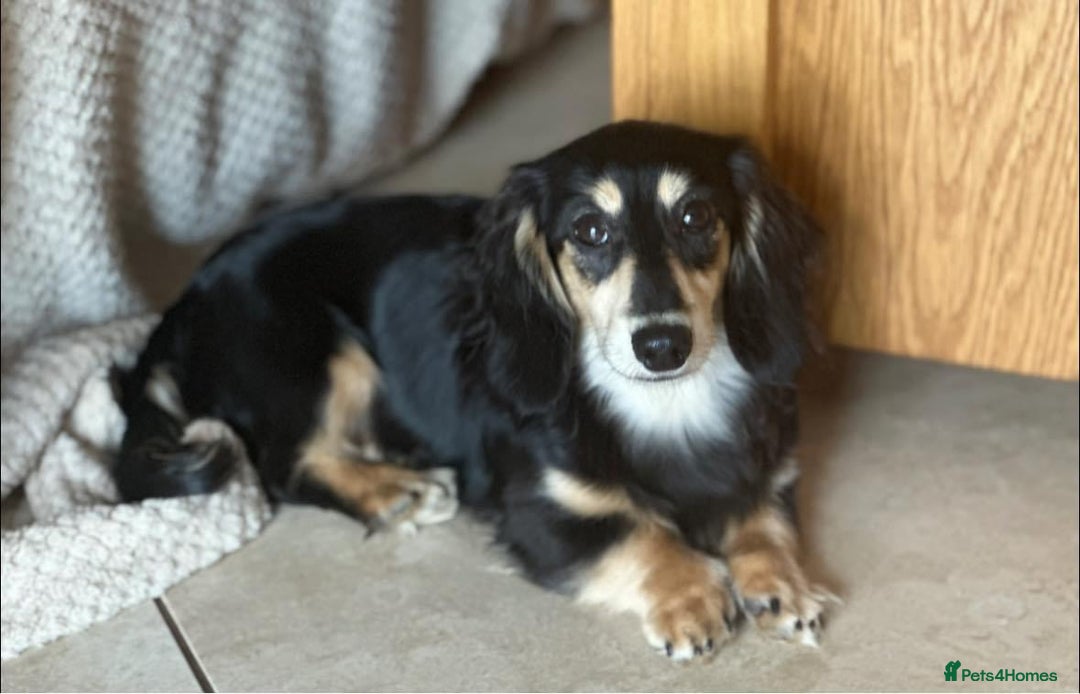 Miniature Dachshund dogs for stud: Black&Cream Miniature LongCoat (CarriesChoc) 3.9kg in Dalry - Image 1