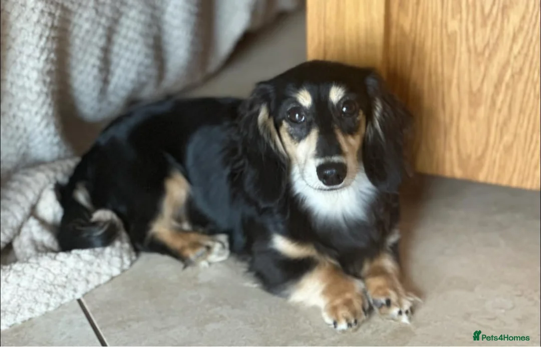 Miniature Dachshund dogs for stud: Black&Cream Miniature LongCoat (CarriesChoc) 3.9kg in Dalry - Advert 1