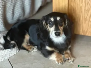 Miniature Dachshund dogs Black&Cream Miniature LongCoat (CarriesChoc) 3.9kg in Dalry - Advert 22