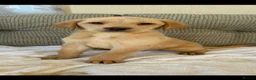 Golden Retriever dogs for sale: Labrador puppies  - Advert 10