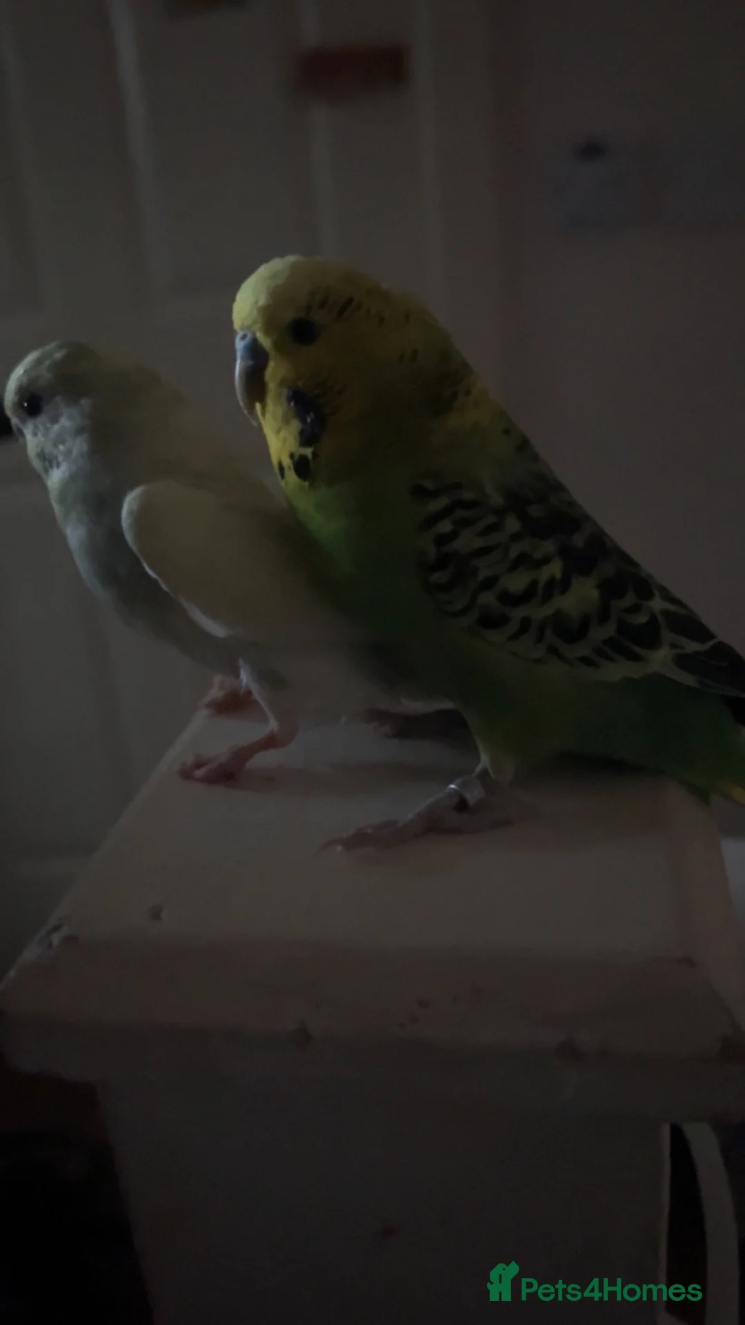 Budgerigars birds for sale: Two male bonded budgies  - Advert 2