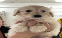 Mixed Breed dogs for sale: Bearded Collie Cross Miniature Poodle Puppies - Image 4