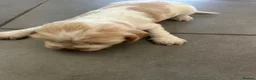 Cocker Spaniel dogs for sale: COCKER SPANIEL PUPPIES  - Advert 18