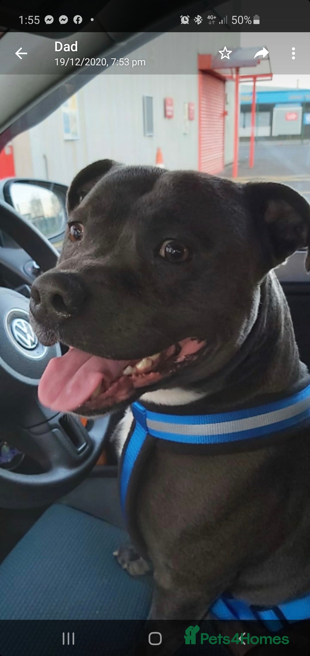 Staffordshire Bull Terrier dogs for stud: *PROVEN stud* Blue Staffordshire bull terrier in Middlesbrough - Advert 3