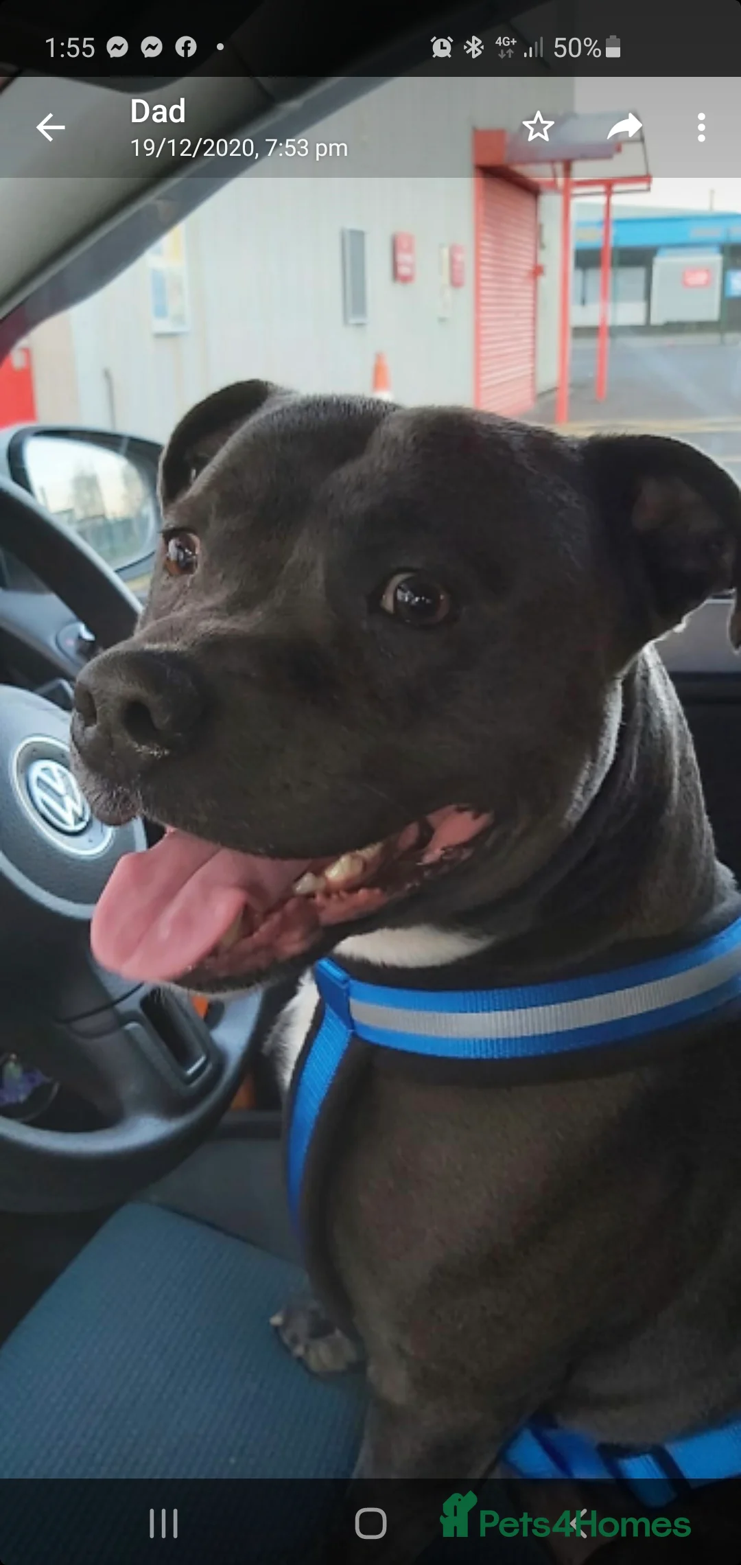 Staffordshire Bull Terrier dogs for stud: *PROVEN stud* Blue Staffordshire bull terrier in Middlesbrough - Advert 3