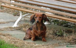 Miniature Dachshund dogs for sale: Miniature Longhaired Dachshund Puppies  - Image 35