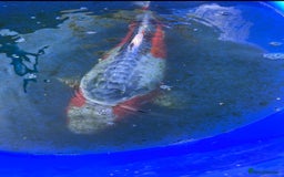 Koi Carp fish for sale: Koi fish - Image 8