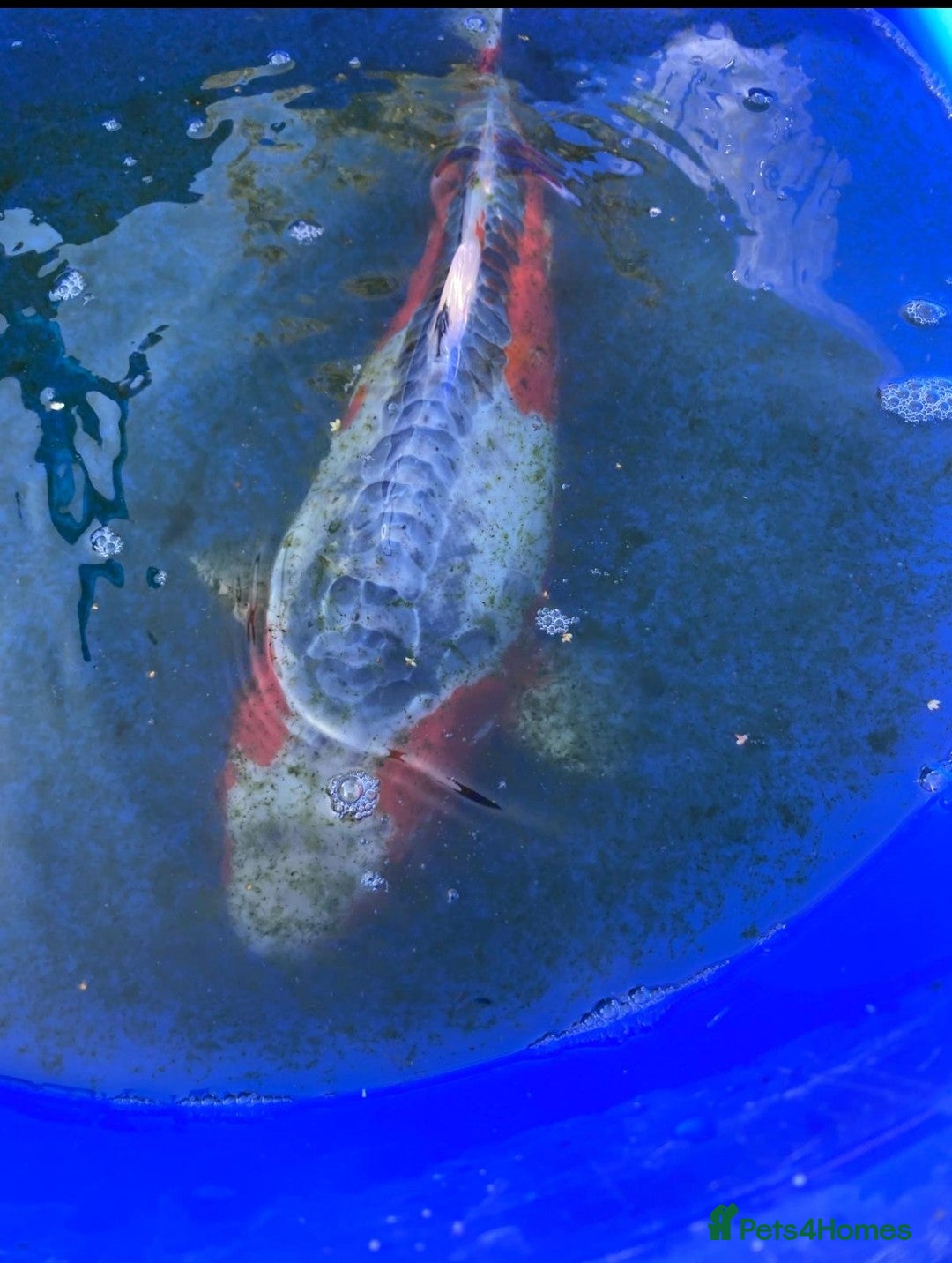 Koi Carp fish for sale: Koi fish - Image 8