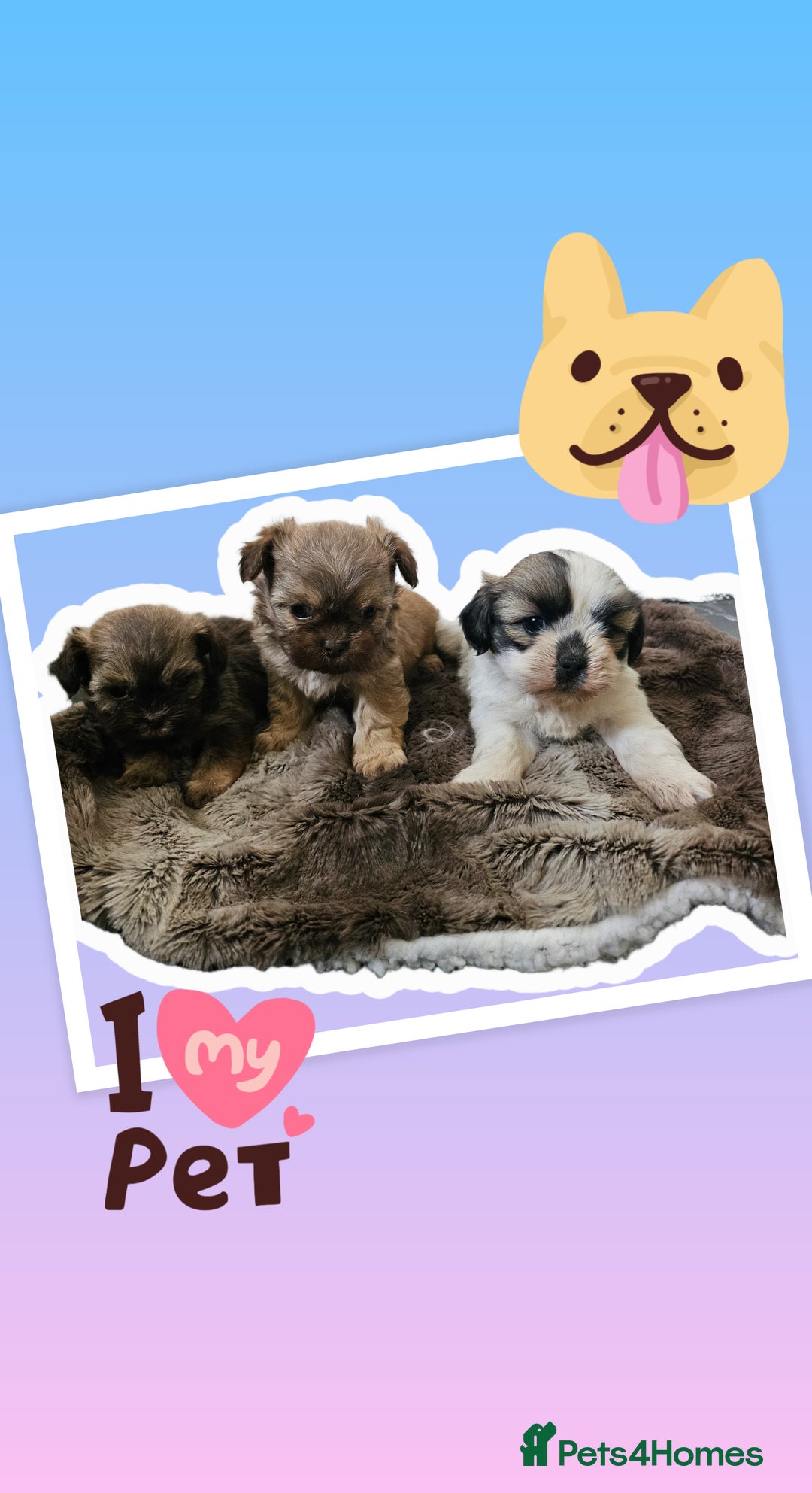 Shihpoo dogs for sale: Shihpoo puppys  - Image 2