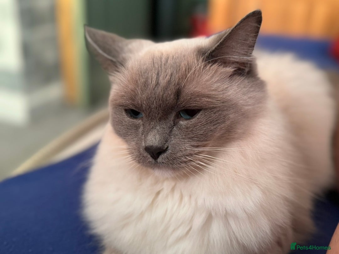 Ragdoll cats for sale: 2 Beautiful ragdoll kittens - Image 4