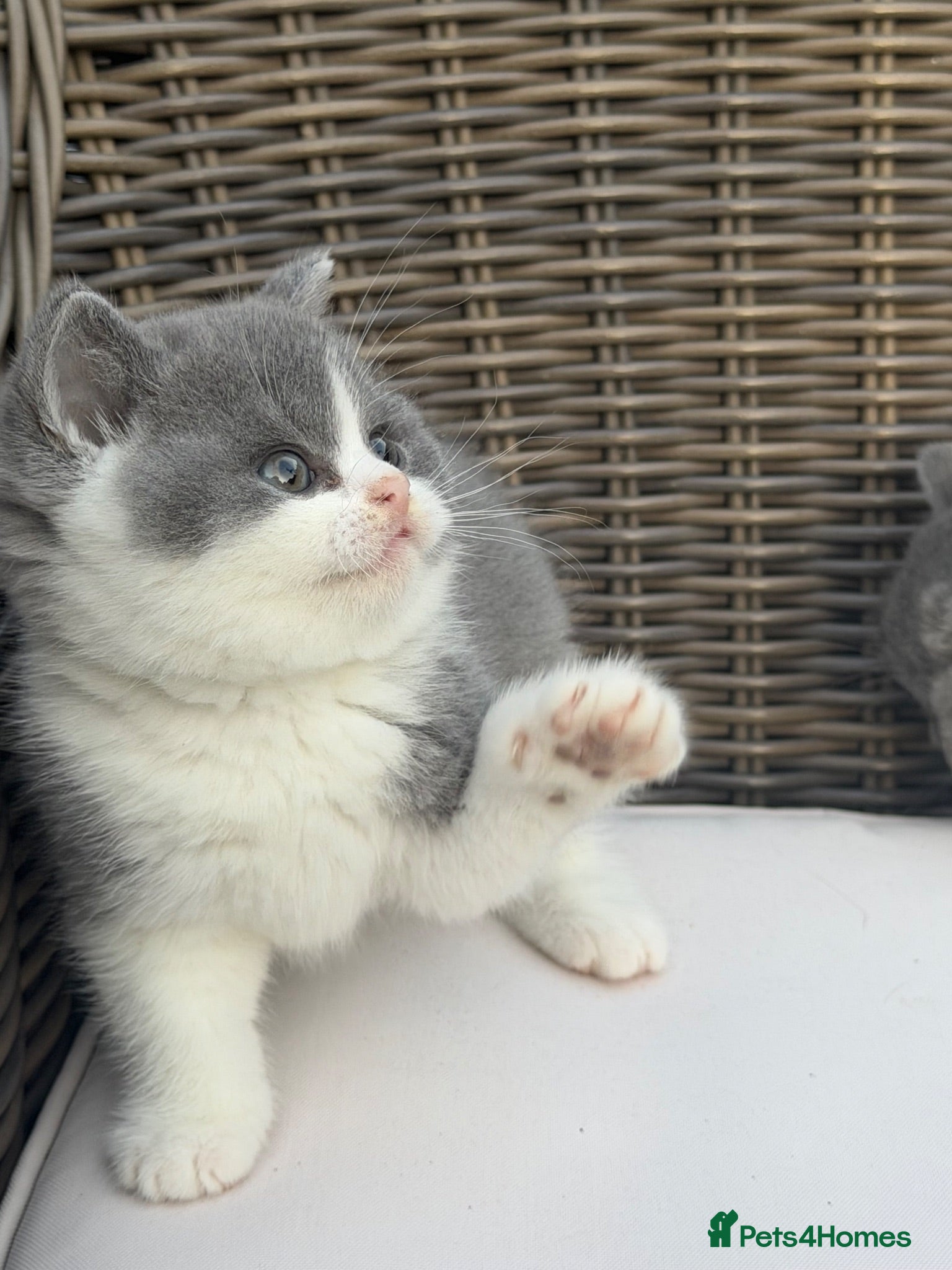 British Shorthair cats FULL PEDIGREE REGISTERED BSH  - Advert 1