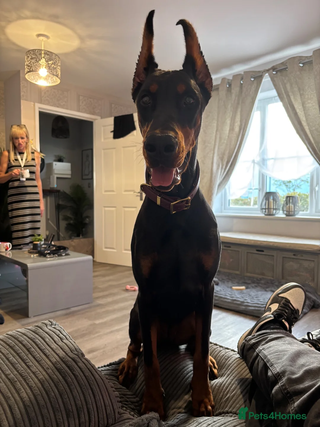 Dobermann dogs for sale: Doberman pincher in Bideford - Advert 2