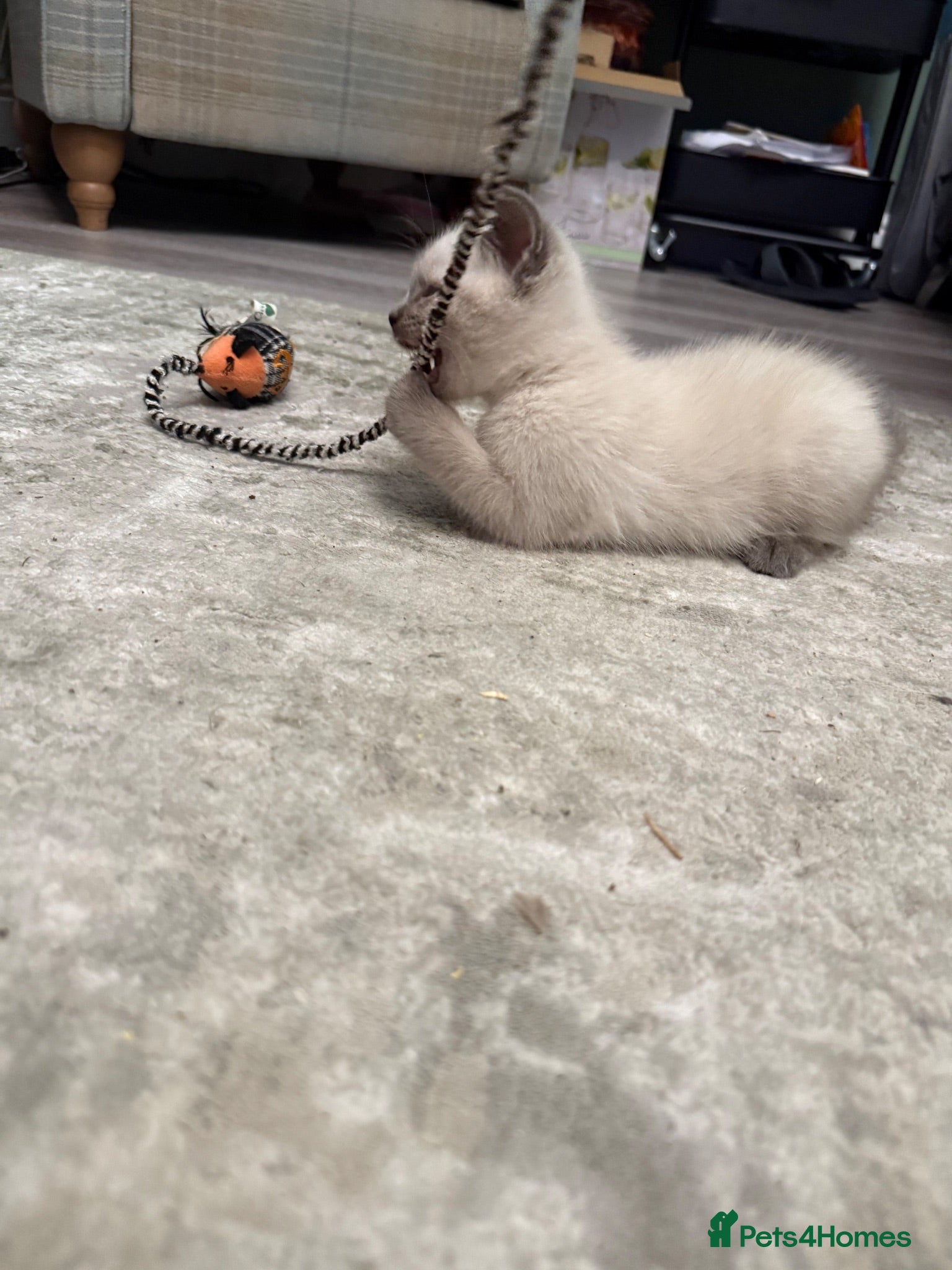 Ragdoll cats Pure Ragdoll kittens - blue point /chocolate - Advert 10