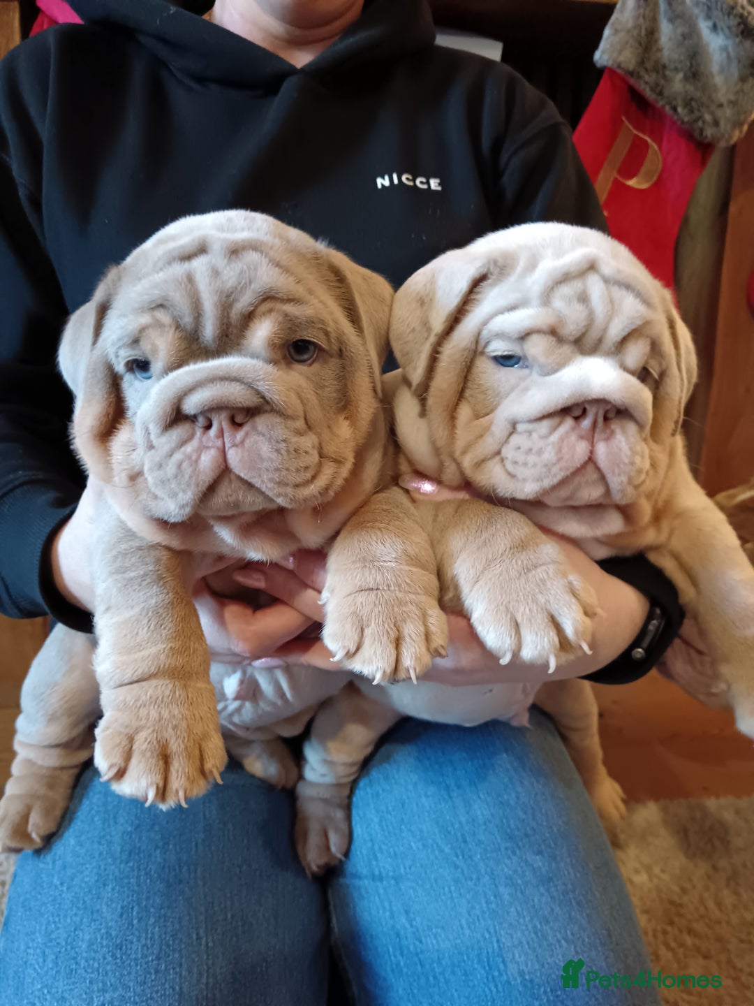 English Bulldog dogs for sale: 2 stunning males from the world famous Mr muscle  - Advert 2