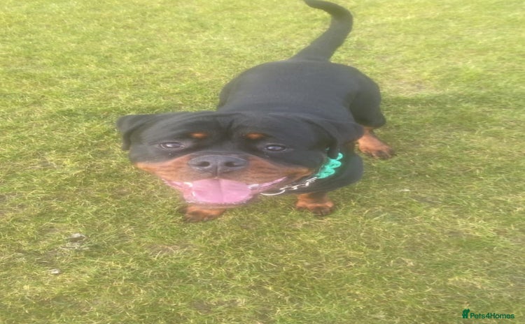 Rottweiler dogs - Advert 1