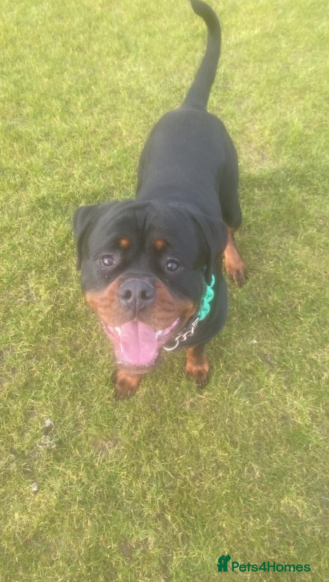 Rottweiler dogs for stud: Black Trovants Champion bloodline Rottweiler stud - Image 1