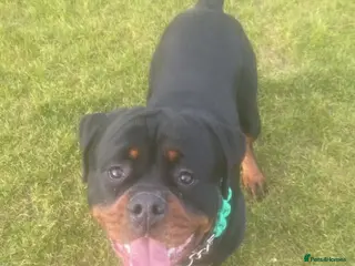 Rottweiler dogs Black Trovants Champion bloodline Rottweiler stud - Advert 2